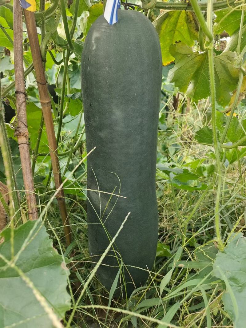 河南精品黑皮冬瓜，吊东瓜一手货源产地直发欢迎联系