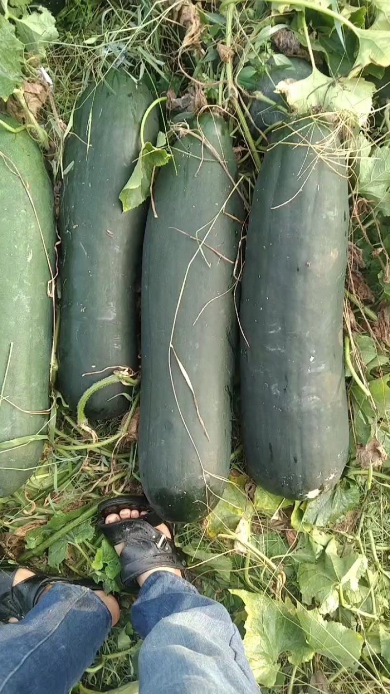 河南精品黑皮冬瓜，吊东瓜一手货源产地直发欢迎联系