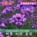 蓝香芥种子四季种易活开花不断多年生花海种子庭院兰香芥