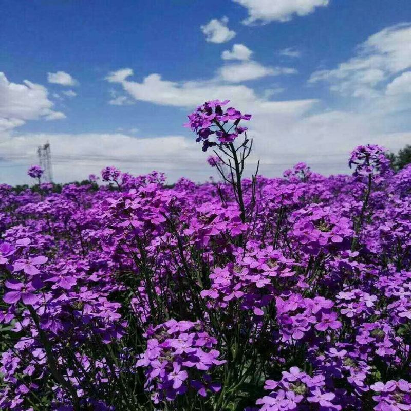 蓝香芥种子四季种易活开花不断多年生花海种子庭院兰香芥