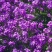 蓝香芥种子四季种易活开花不断多年生花海种子庭院兰香芥