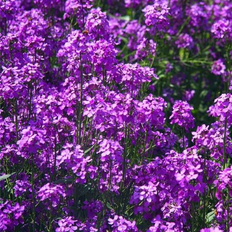蓝香芥种子四季种易活开花不断多年生花海种子庭院兰香芥