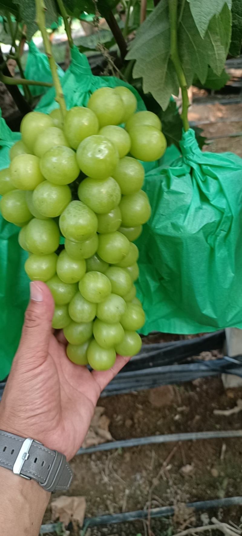阳光玫瑰