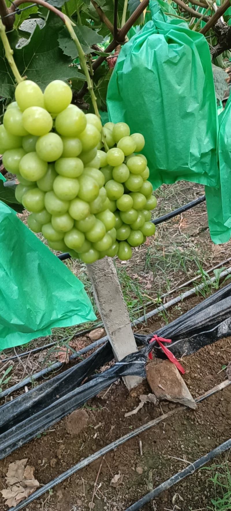 阳光玫瑰