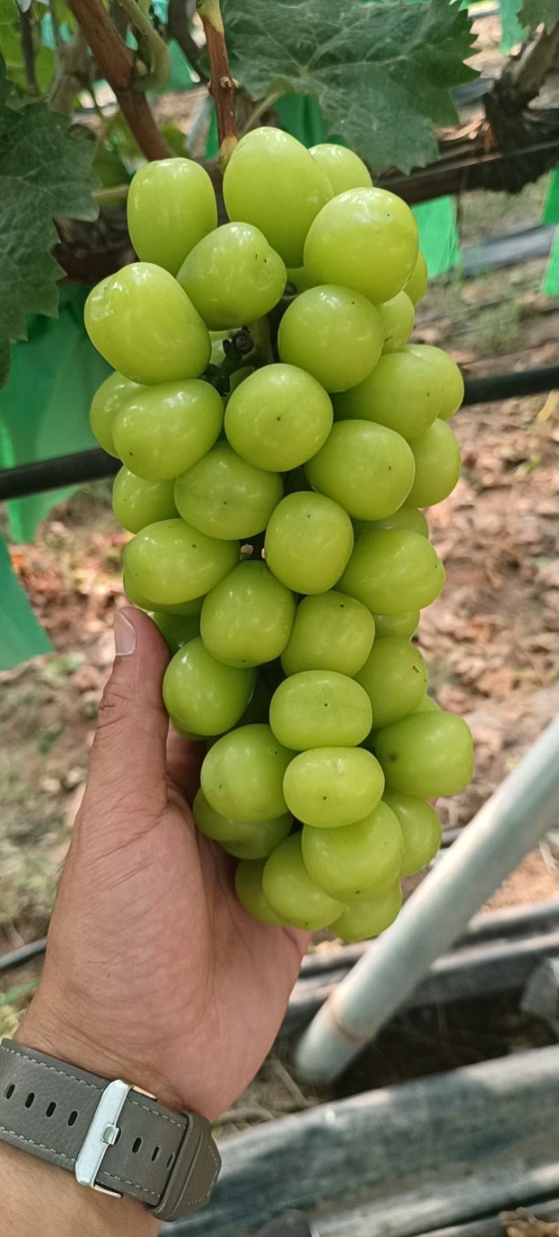 阳光玫瑰