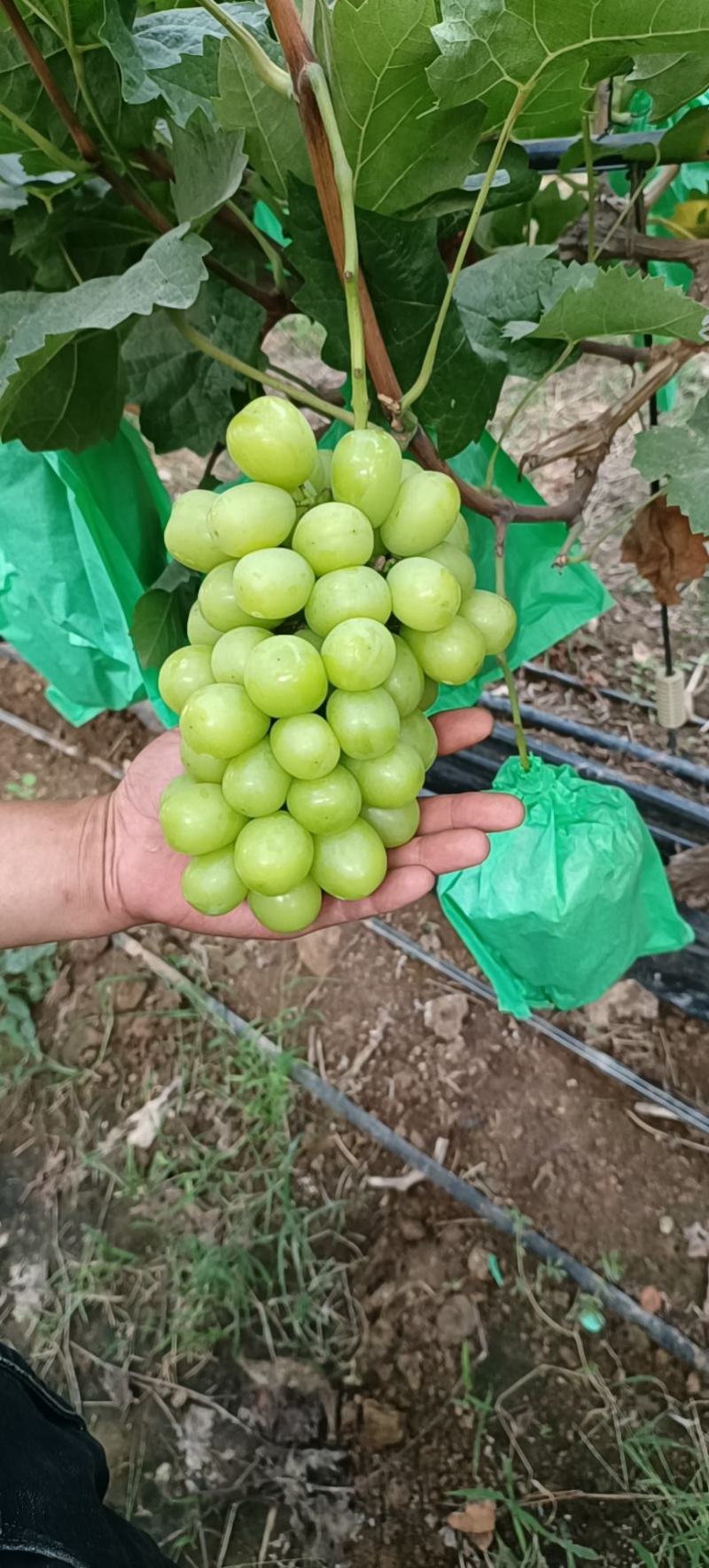 阳光玫瑰