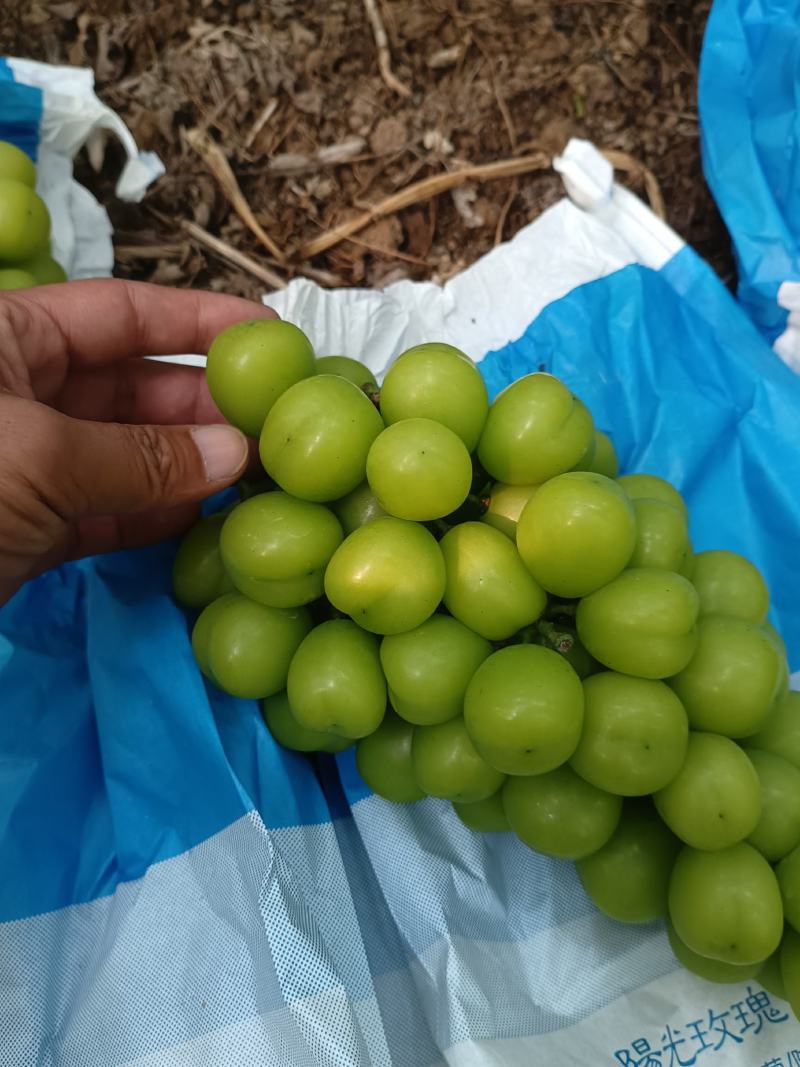 阳光玫瑰