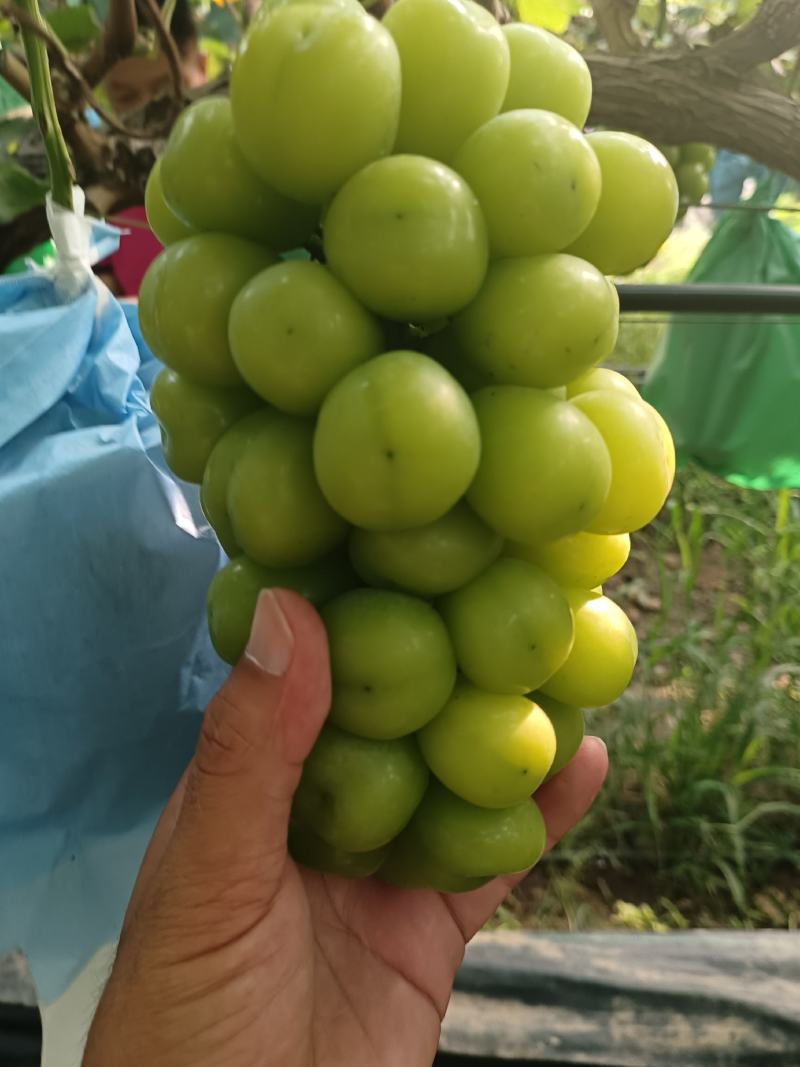 阳光玫瑰