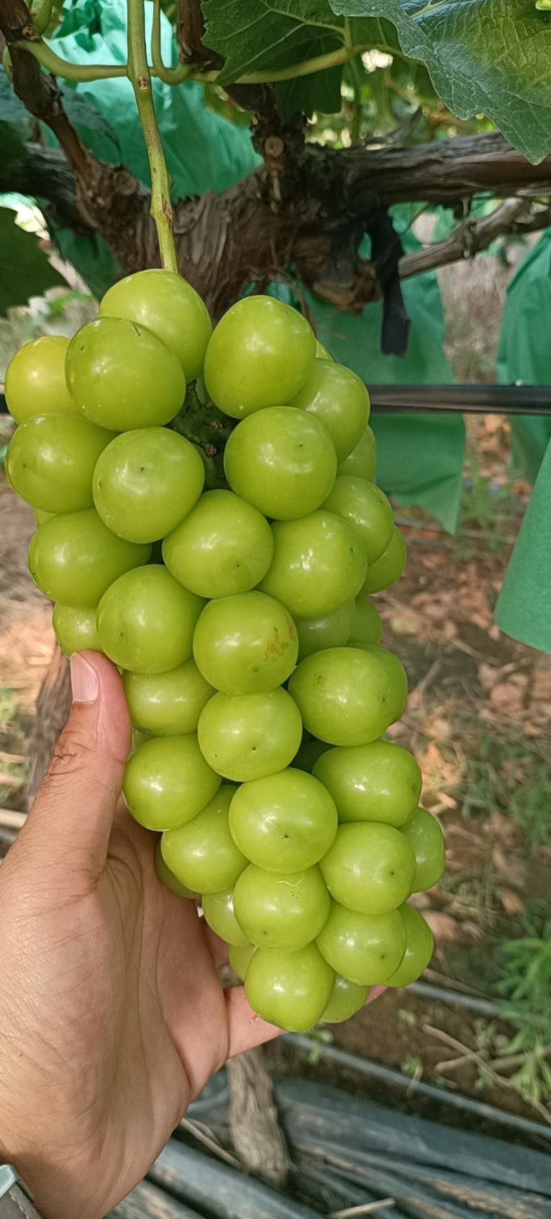 阳光玫瑰