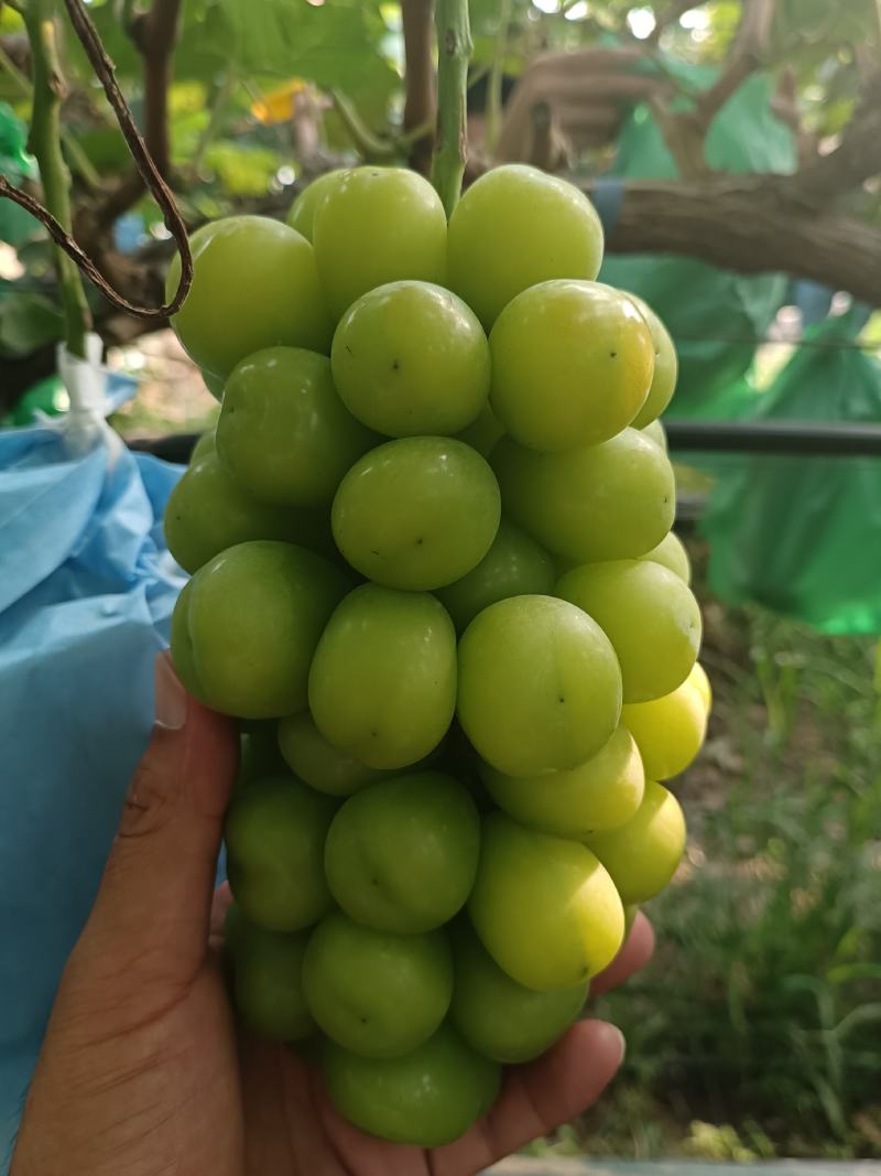 阳光玫瑰