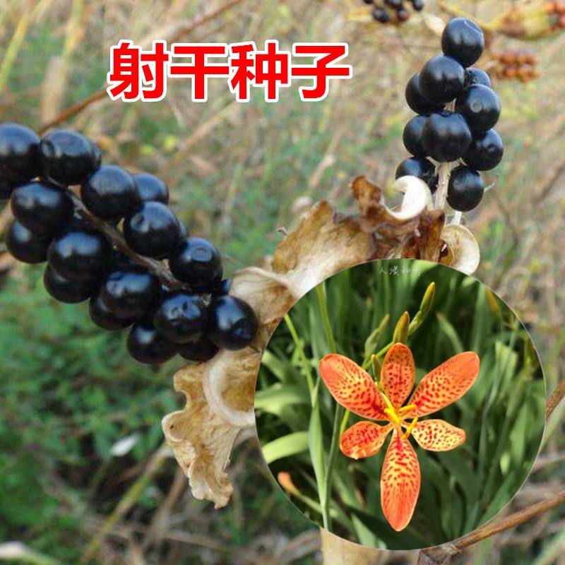 射干种子