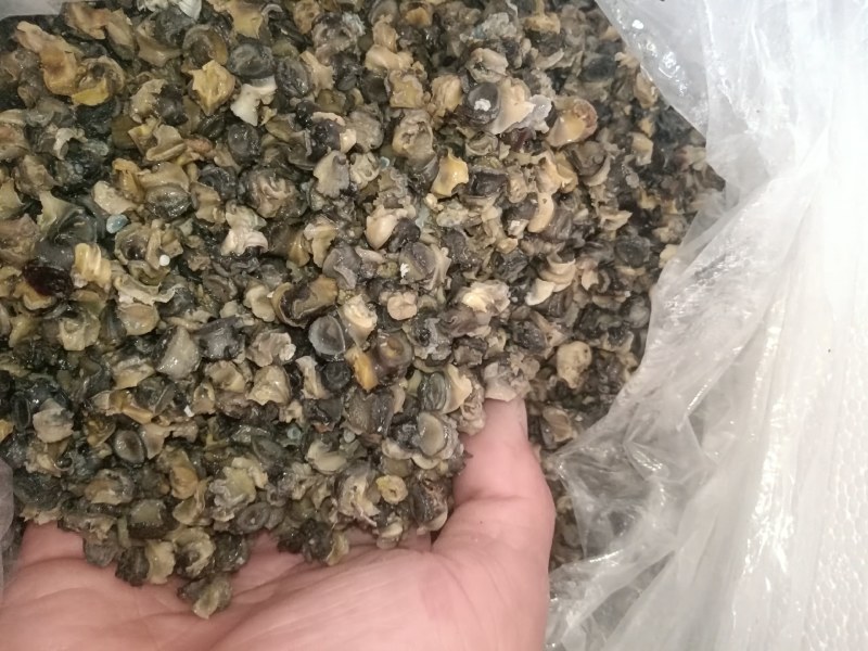 新鲜螺肉。