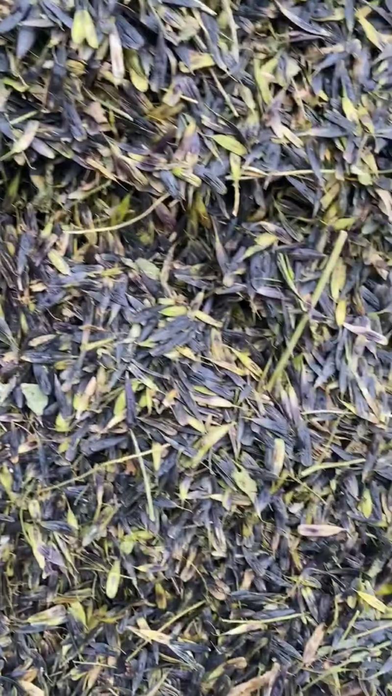 板蓝根种子，新板蓝根种子