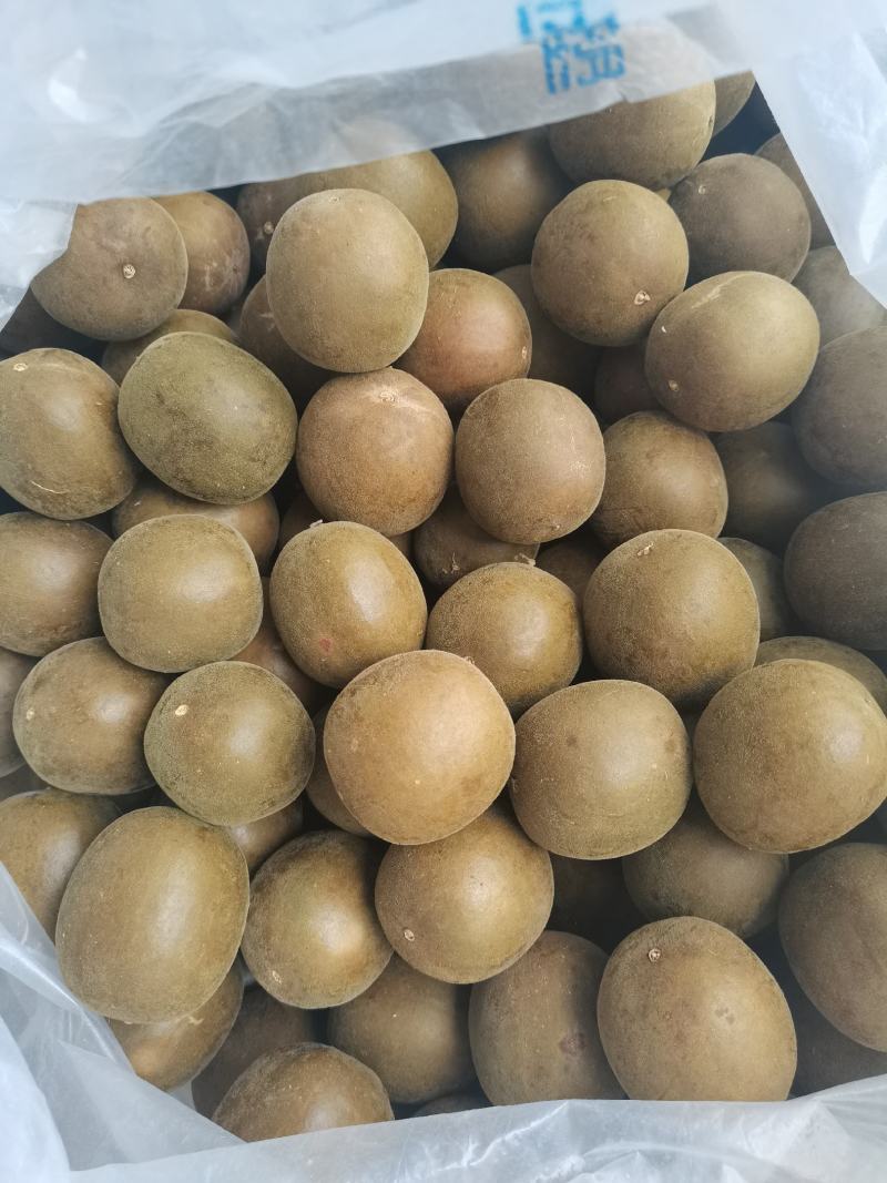 广西桂林永福罗汉果大量电商果地滩果厂家直销