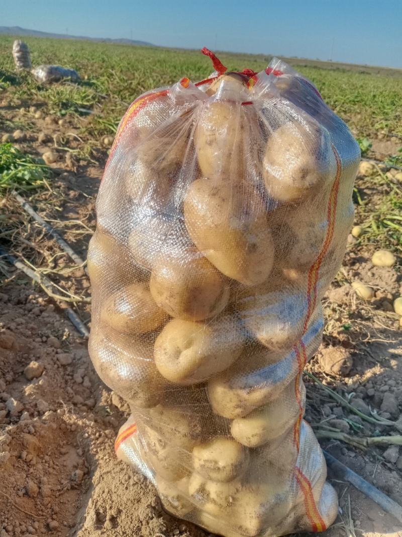 精品白心22土豆(226，丽薯和V8)颜色个头薯型三优