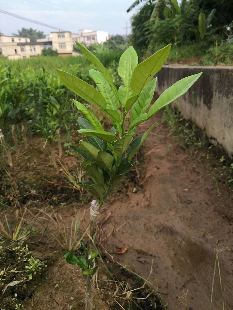 化州橘红苗正毛化橘红黄龙一号密叶品种产量高苗圃发货