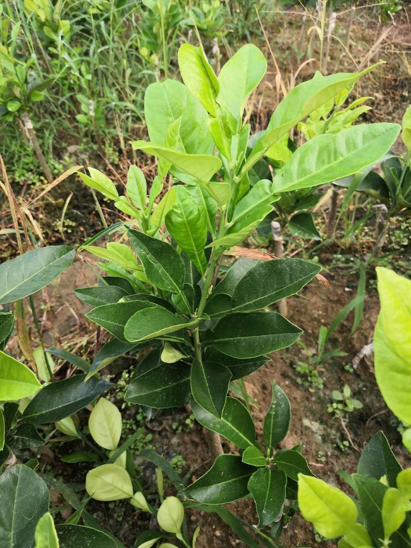 化州橘红苗正毛化橘红黄龙一号密叶品种产量高苗圃发货