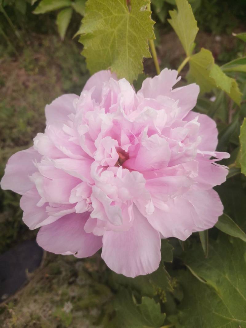 千层观赏白芍花五块钱一棵假一赔十需要的联系