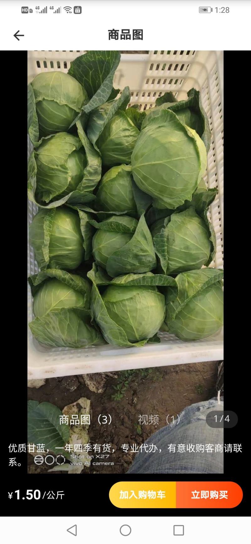 优质甘蓝
