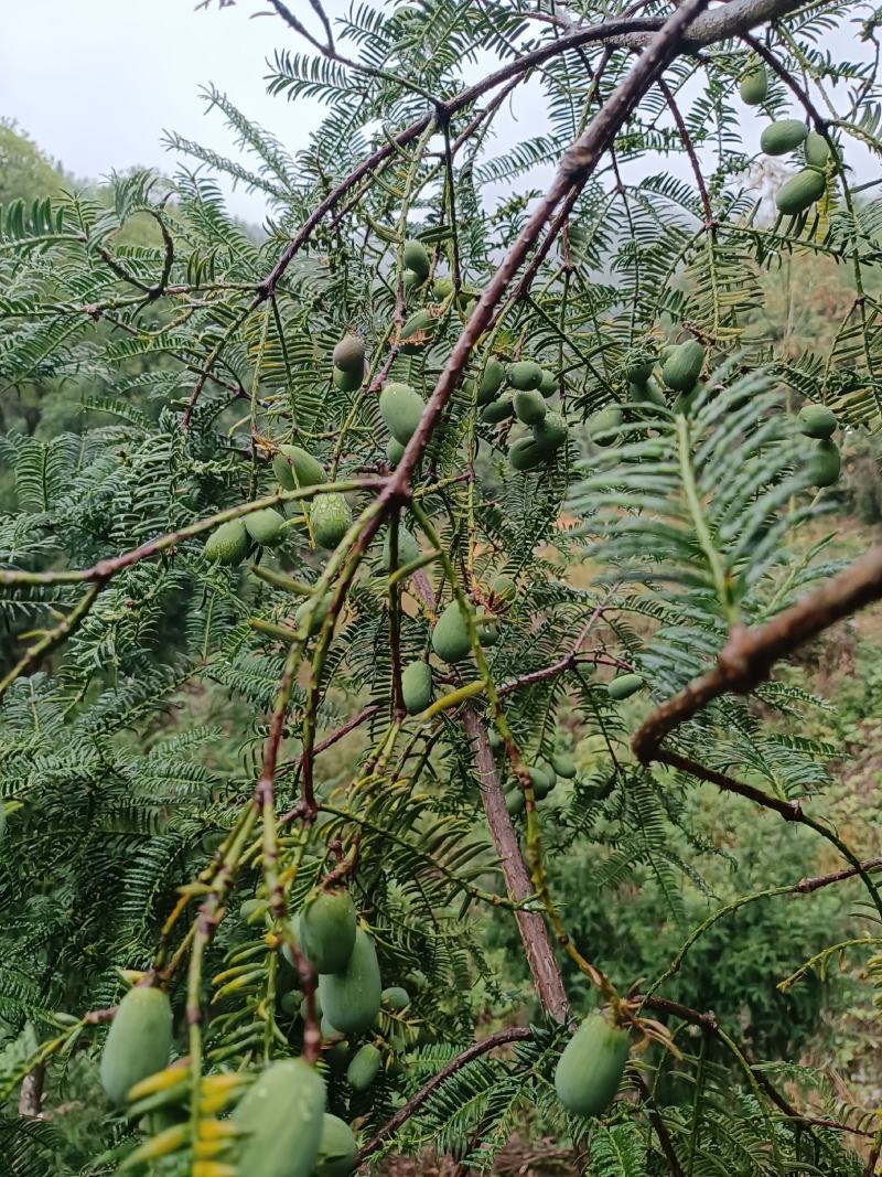 出售香榧子，子大香脆，新货现炒，量大从优，欢迎选购