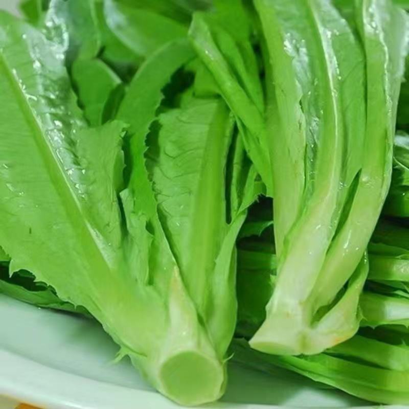 莴笋苗甜脆香油麦菜种子清香无斑油麦菜种子四季播种盆栽
