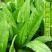 莴笋苗甜脆香油麦菜种子清香无斑油麦菜种子四季播种盆栽