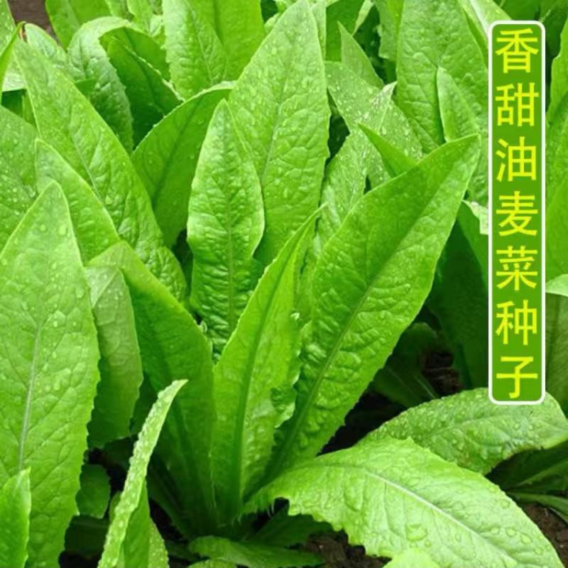 莴笋苗甜脆香油麦菜种子清香无斑油麦菜种子四季播种盆栽