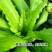 莴笋苗甜脆香油麦菜种子清香无斑油麦菜种子四季播种盆栽