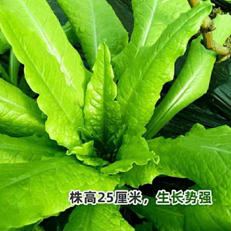 莴笋苗甜脆香油麦菜种子清香无斑油麦菜种子四季播种盆栽