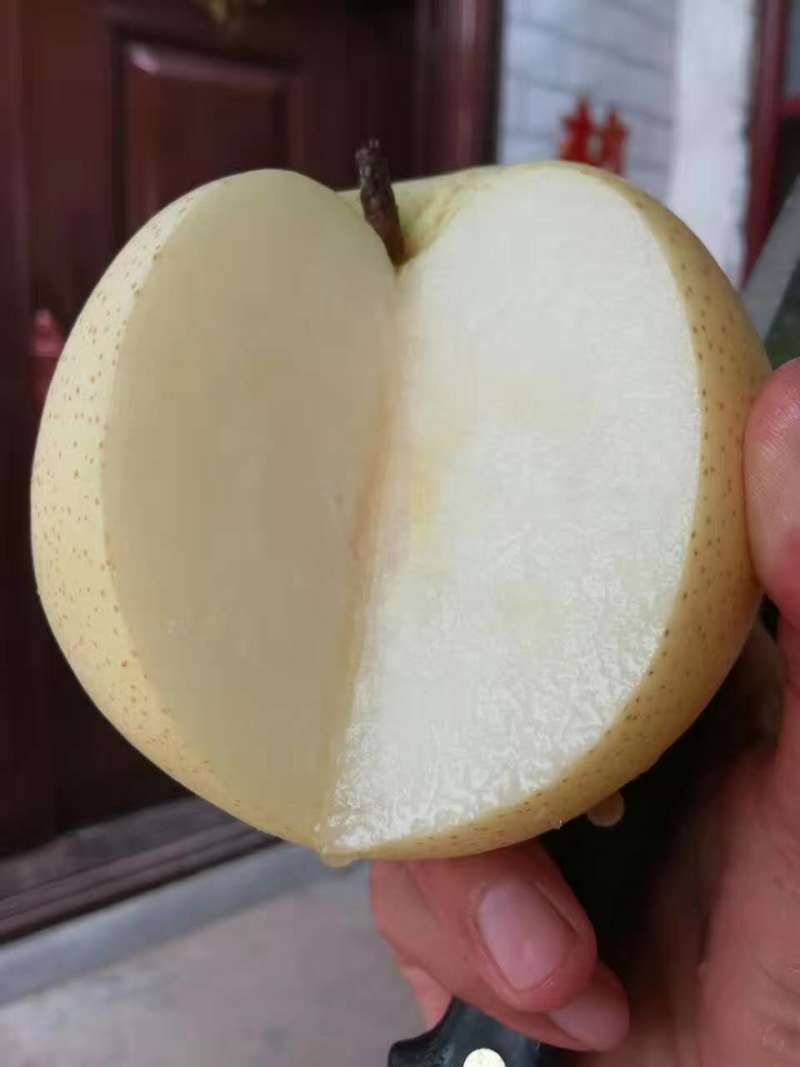 黄金梨