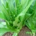 莴笋苗甜脆香油麦菜种子清香无斑油麦菜种子四季播种盆栽