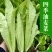卡罗琳油麦菜种子四季香油麦菜菜园农庄种植香油麦菜四季播种