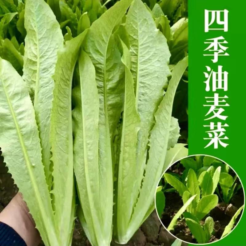 卡罗琳油麦菜种子四季香油麦菜菜园农庄种植香油麦菜四季播种