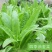 卡罗琳油麦菜种子四季香油麦菜菜园农庄种植香油麦菜四季播种