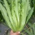 卡罗琳油麦菜种子四季香油麦菜菜园农庄种植香油麦菜四季播种