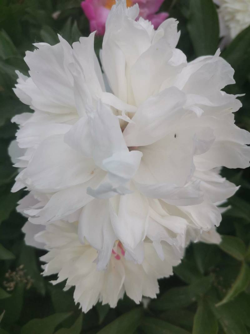 千层观赏白芍花五块钱棵假一赔十需要的联系