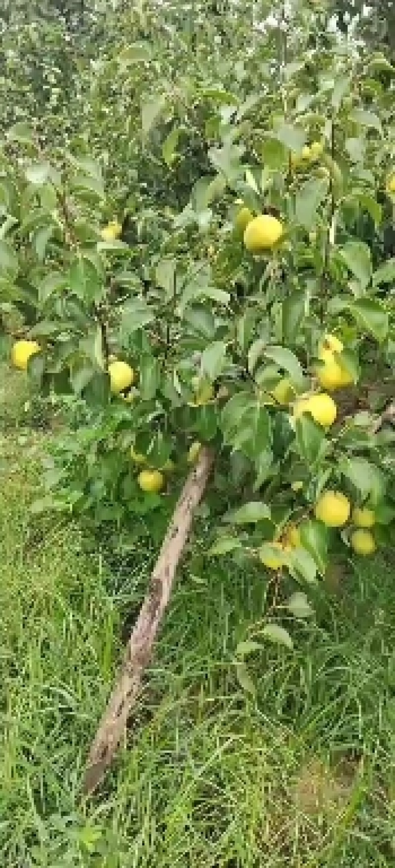 白梨自家果园清园的果子