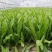 球研尖叶油麦菜种子耐寒农庄种植香油麦菜四季播种