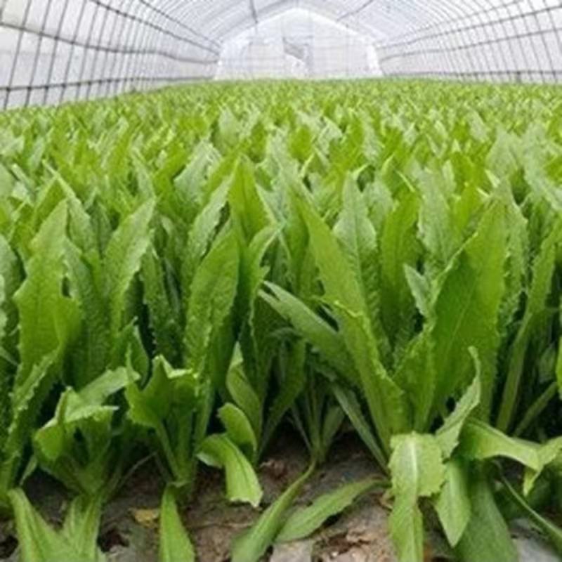 球研尖叶油麦菜种子耐寒农庄种植香油麦菜四季播种