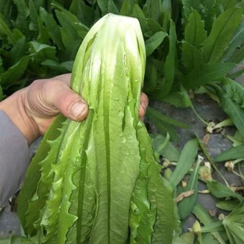 球研尖叶油麦菜种子耐寒农庄种植香油麦菜四季播种