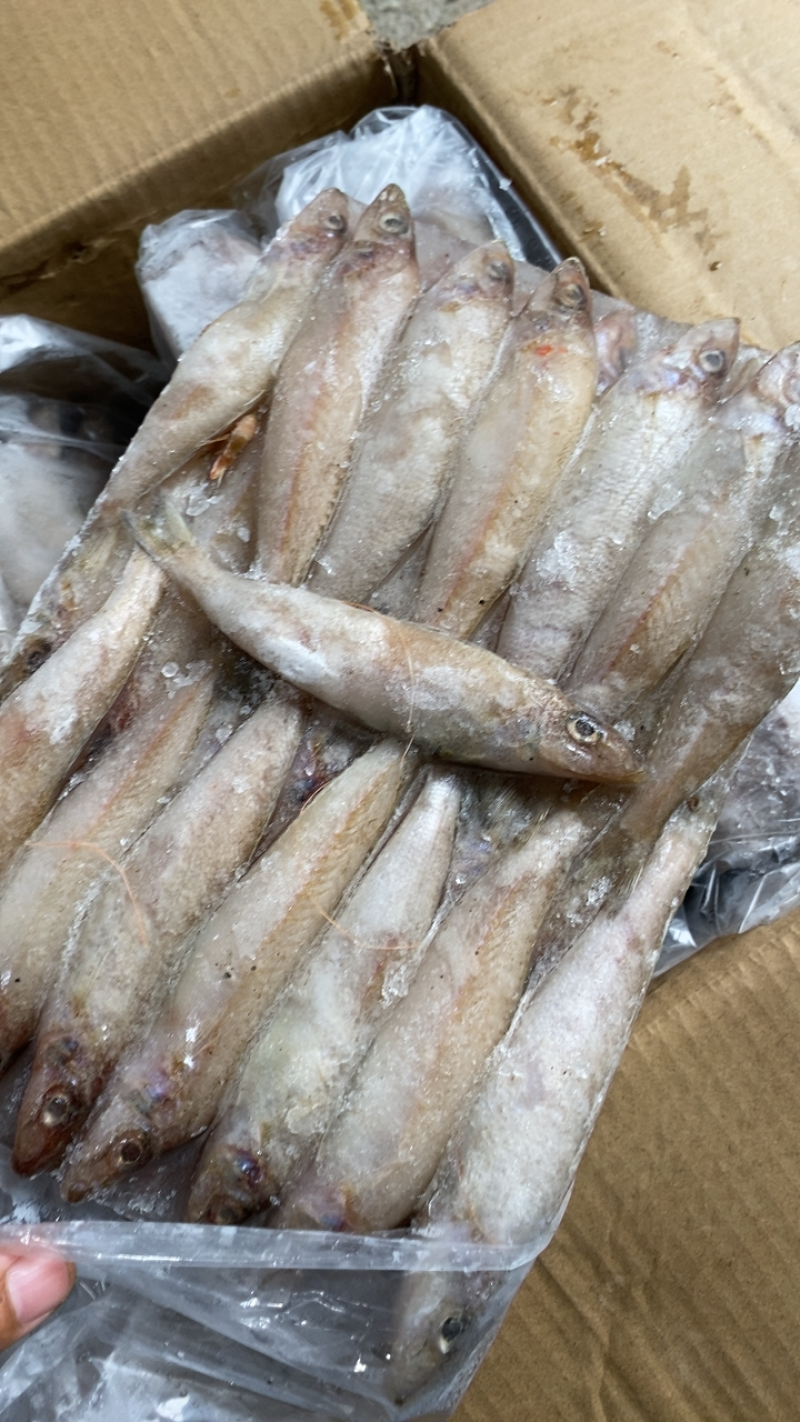 沙丁鱼沙尖鱼沙梭鱼新鲜速冻海鱼烧烤食材金沙丁