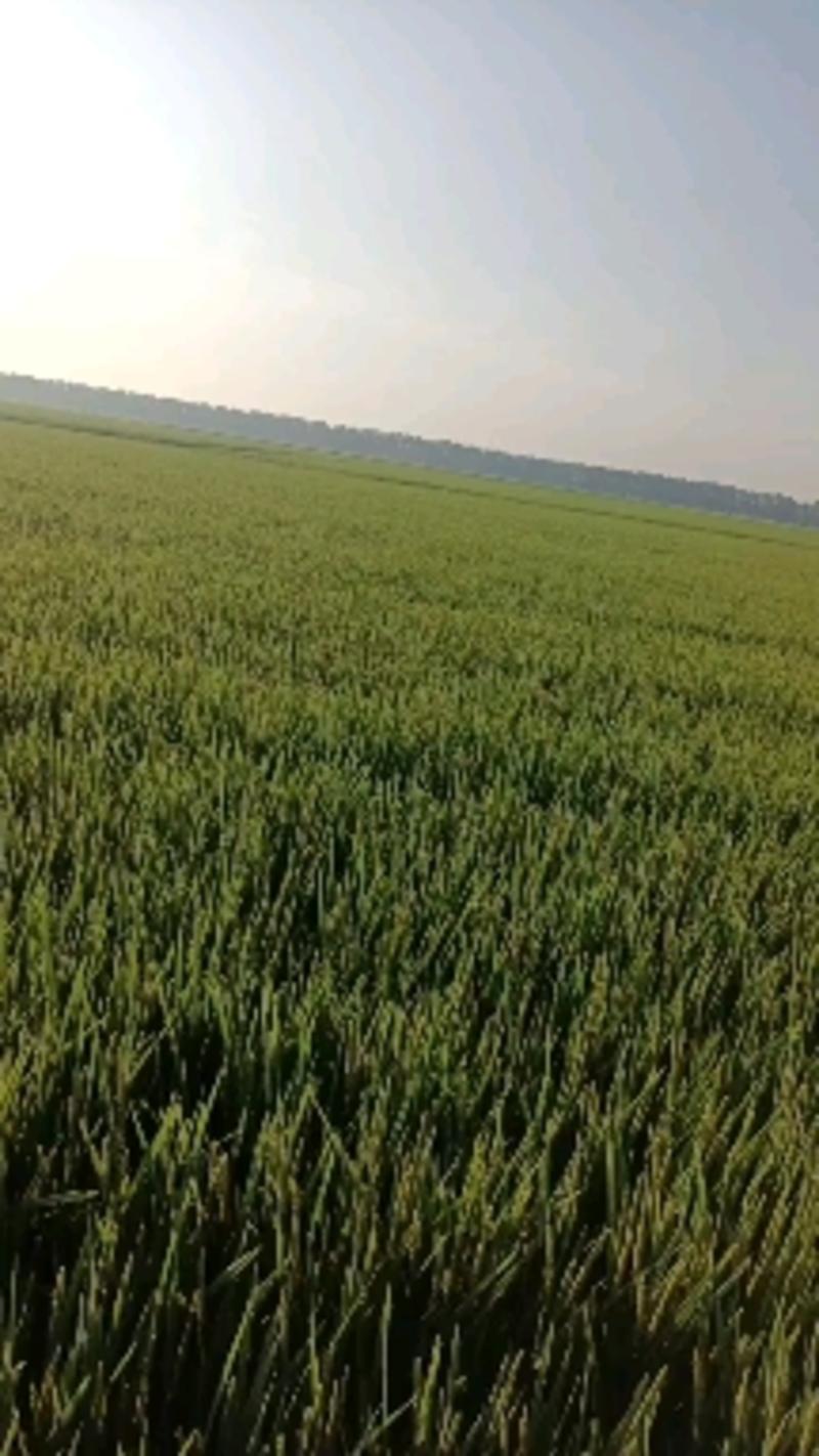 出米率高鲜米机专用稻谷去石去杂黑土自有基地种植。