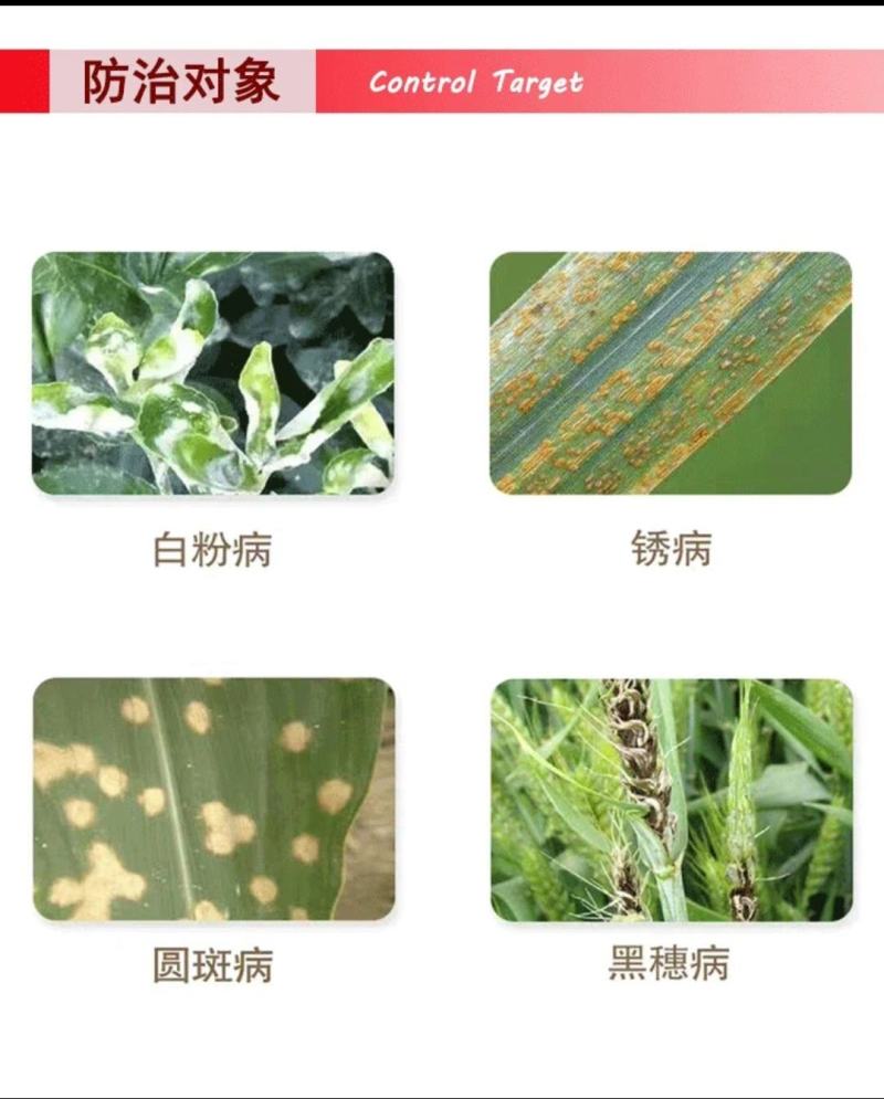 三唑酮小麦水稻玉米果树锈病月季多肉药花卉白粉病杀菌粉锈宁