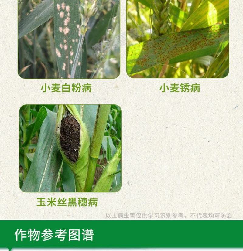 三唑酮小麦水稻玉米果树锈病月季多肉药花卉白粉病杀菌粉锈宁