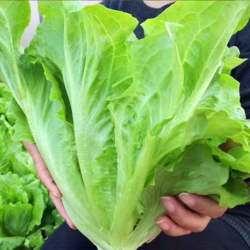 意大利耐抽苔生菜种子爽口生吃生菜种籽盆栽大田农家蔬菜种子