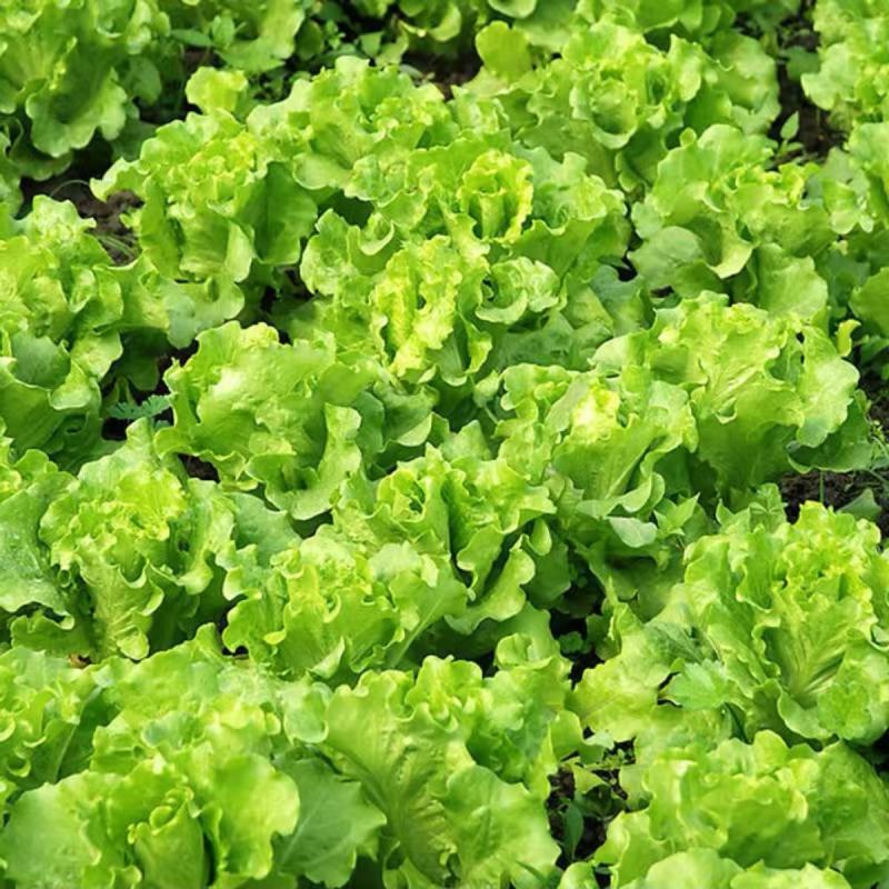 意大利耐抽苔生菜种子爽口生吃生菜种籽盆栽大田农家蔬菜种子