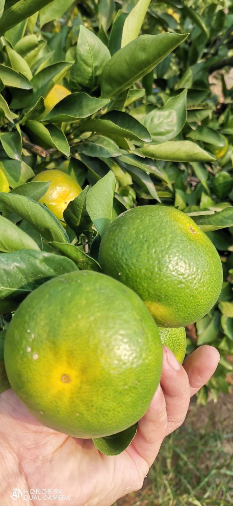 黄土坡蜜桔