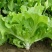 四季甜脆玻璃生菜种子脆嫩生吃生菜种籽阳台四季盆栽春季蔬菜