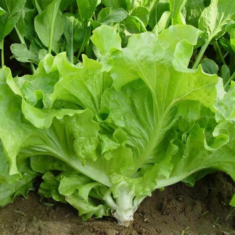 四季甜脆玻璃生菜种子脆嫩生吃生菜种籽阳台四季盆栽春季蔬菜
