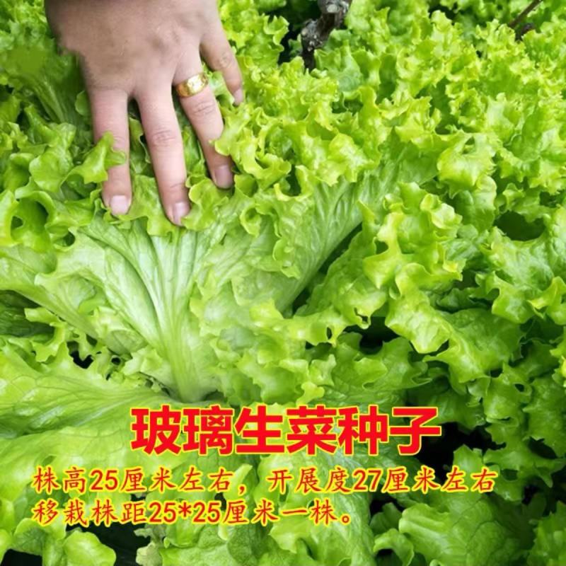 四季甜脆玻璃生菜种子脆嫩生吃生菜种籽阳台四季盆栽春季蔬菜